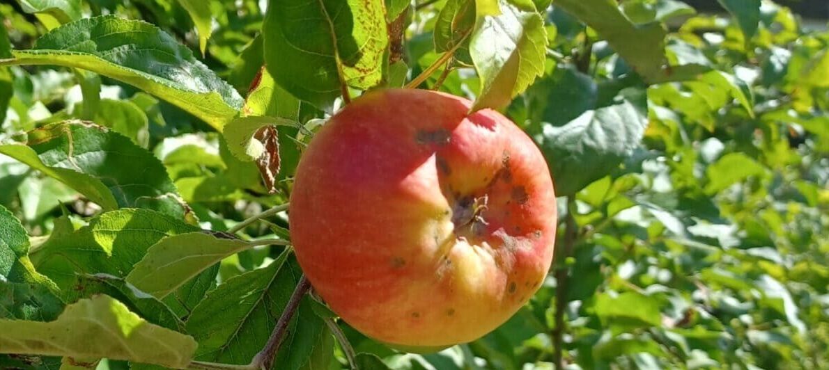 Formation à l’entretien des vergers : c’est reparti !