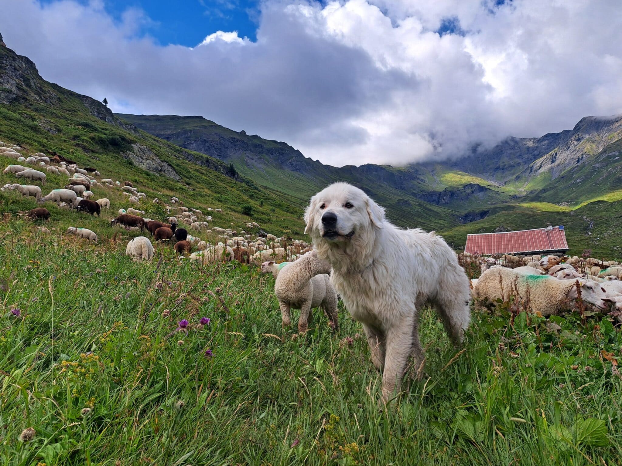 pays du mont-blanc patou chien de protection troupeau cohabitation sentiers agriculture tourisme