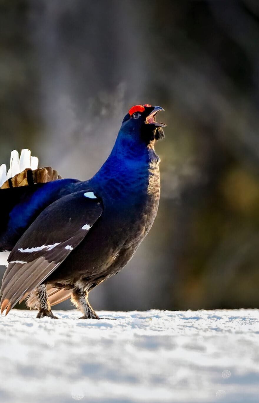 tétras-lyre oiseau espèce protégée pays du mont-blanc milieu naturel randonnée