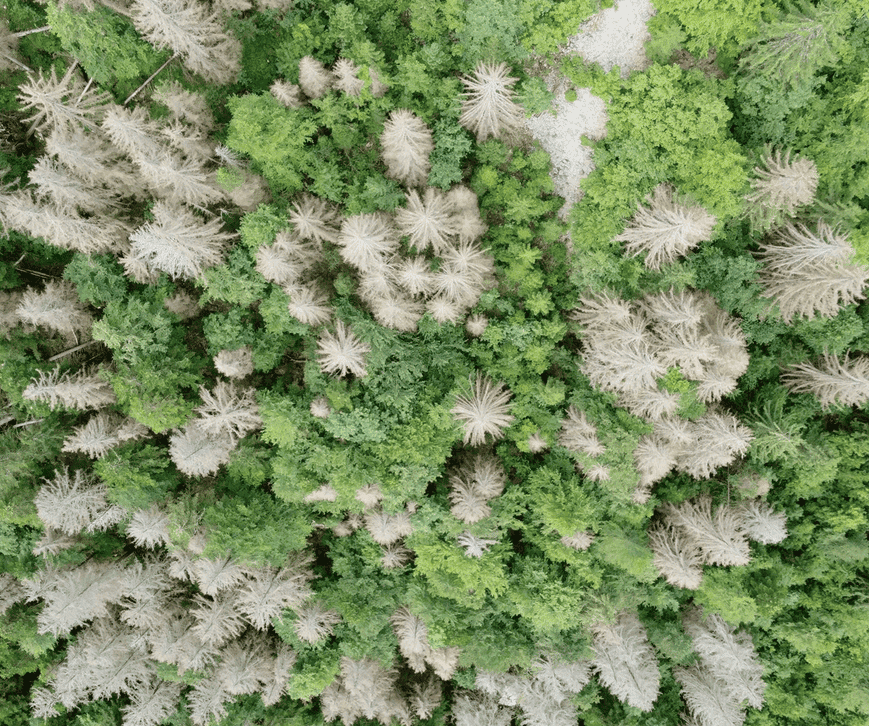 forêt scolyte Pays du Mont-Blanc