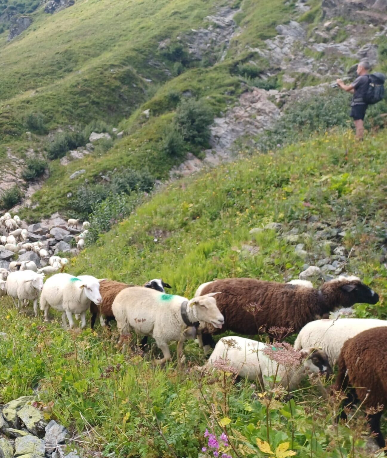 agriculture sentiers pays du mont-blanc pastoralisme plan pastoral territorial