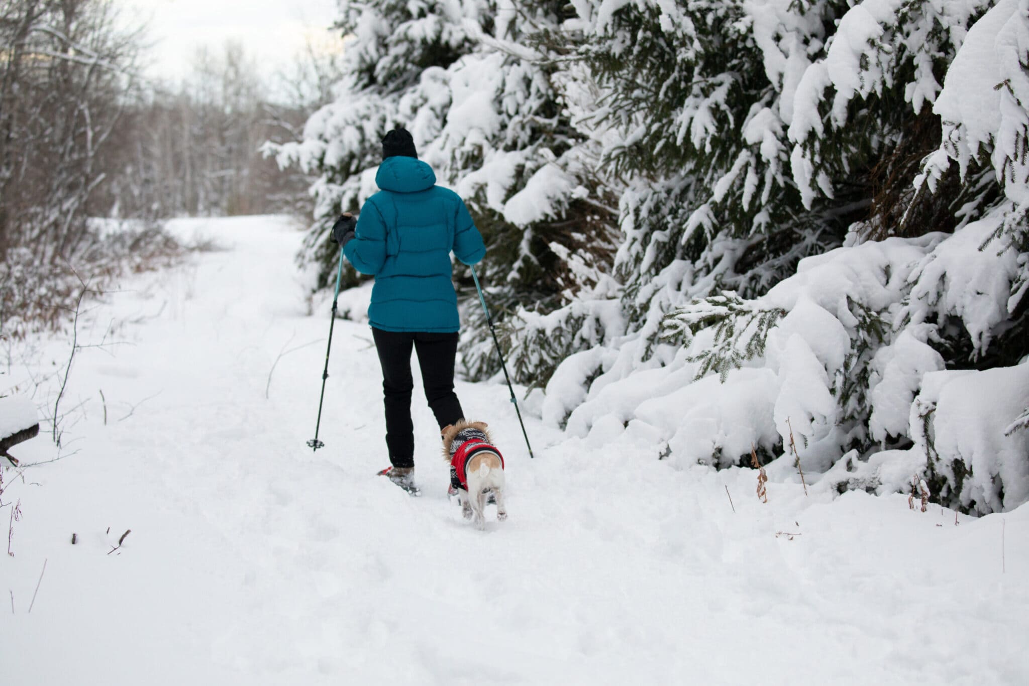 raquettes pays du mont-blanc sentiers randonnée cohabitation tourisme hiver