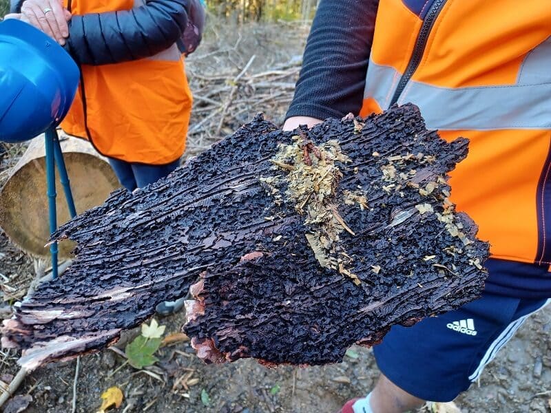 bois scolyte forêt pays du mont-blanc